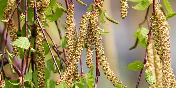 Luchtreinigers bij pollen